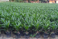 Bibit Sawit Sertifikat Langka, Pemkab BU Akan Jalin Kerjasama dengan PPKS 
