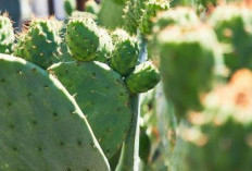 Prickly Pear: Buah Kaktus yang Kaya Manfaat untuk Kesehatan Kulit