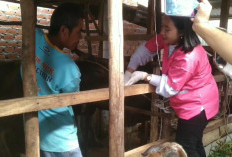 Kehabisan Stok Vaksin PMK, Lagi Lebong Usul Bantuan ke Bengkulu