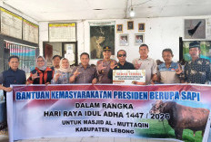 Warga Lemeu Lebong Antusias Sambut Sapi Kurban Bantuan Presiden Prabowo 