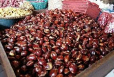5 Manfaat Jengkol, Bikin Anemia Ogah Menyerang