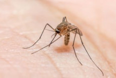 Usir Nyamuk dengan Menggunakan 4 Jenis Tanaman Ini