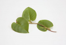 4 Manfaat Daun Binahong, Wanita Pasti Suka