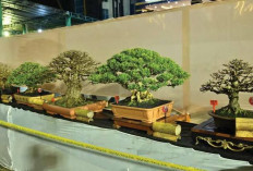 Pameran dan Kontes Bonsai Meriahkan HUT Rakyat Bengkulu ke-24, Terbuka untuk Umum