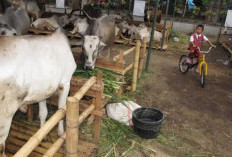 Intip Estimasi Besaran Modal Bisnis Hewan Ternak
