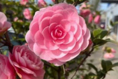 Manfaat Bunga Camellia untuk Kesehatan Kulit