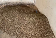 Cuaca Buruk Ganggu Pengiriman, Harga Kopi Lebong Turun Drastis