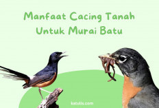 Cacing Tanah: Rahasia Kicauan Merdu Murai Batu