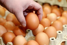 Lonjakan Infeksi Salmonella di Amerika Serikat, Telur Ayam Diduga Sebagai Penyebab Utama