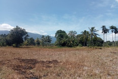 Puluhan Hektar Sawah di Lebong Tengah Alami Kekeringan