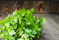 5 Manfaat Daun Ketumbar untuk Kesehatan Hingga Kecantikan Kulit