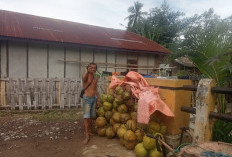 Ramadhan Tiba, Penjual Kelapa Muda Bermunculan di Lebong Tengah