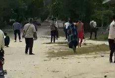 13 Gajah Mengamuk di Siak, Warga Kocar-kacir Berlarian