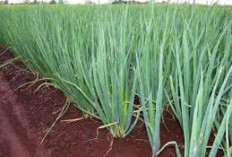 Agar Daun Bawang Cepat Tumbuh, Ini Cara Menanamnya