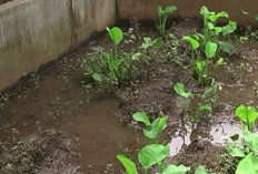 Budidaya Belut di Rumah: Cara Mudah Mendapatkan Untung Tambahan