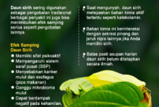 Hati-Hati! Ini 7 Kelompok Orang yang Sebaiknya Tidak Mengonsumsi Daun Sirih