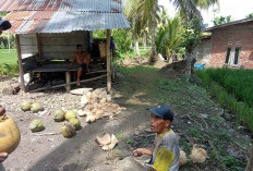 Harga Kelapa Turun Drastis, Petani Khawatir