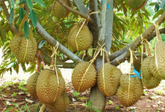 Miliki Pohon Durian Pribadi dengan Teknik Stek yang Mudah