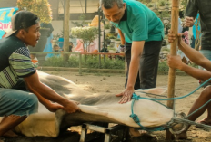 Bolehkah Orang Berkurban Makan Daging yang Dikurbankan Sendiri? Ini Hukum dan Aturannya Menurut Islam