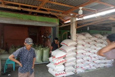 Sempat Turun, Harga Kopi Tembus Rp 72 Ribu per Kilo