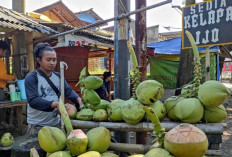 Minum Air Kelapa Bikin Segar, Tetapi Tidak Selalu Aman untuk Semua Orang