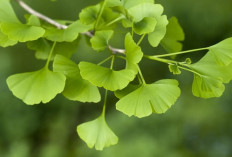 7 Tanaman Herbal Untuk Jaga Kesehatan Mata yang Baik Tumbuh di Rumah