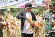 Bupati Bengkulu Utara Panen Raya Jagung Program Sadesahe