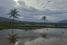 Program Cetak Sawah Baru, 2025 Sebatas Susun SID