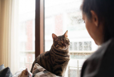 Kucing Merasa Bersalah, Begini Cara Mereka Meminta Maaf