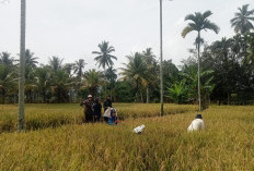 MT2 Berlanjut, Petani Lebong Tengah Didorong Manfaatkan Lahan Subur