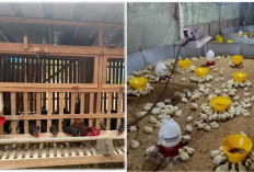 Tips Peternak Senior, Cara Mengatasi Bau Kandang Ayam