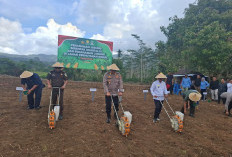 Polres Lebong Tanam Jagung Serentak Kuartal III