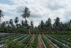 Warga Suka Bumi Manfaatkan Sawah Kering Bertanam Cabai