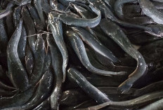 Mengenal Manfaat Ikan Lele: Nutrisi Tinggi untuk Kesehatan dan Rahasia Kulit Glowing