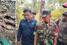 Harimau Sumatra Kembali Muncul di Lebong, BKSDA dan TNKS Lakukan Investigasi