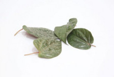 4 Manfaat Daun Sirih, Ampuh Obati Batuk
