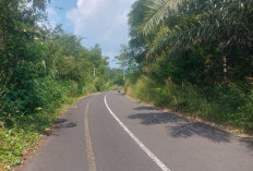 Jalan Tertutup Semak, PUPR-Hub Lebong Segera Lakukan Tebas Bayang 