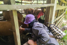 Antisipasi PMK, 150 Dosis Vaksin Tersedia