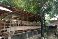 Jelang Ramadan, Permintaan Kambing di Lebong Meningkat, Peternak Waspada Curnak