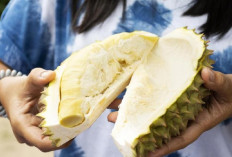 Mengungkap Fakta Durian: Raja Buah dengan Segudang Khasiat Kesehatan