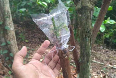 Teknik Okulasi, Solusi Tingkatkan Produktivitas Kopi Robusta