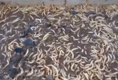 Budidaya Ulat Jerman (Super Worm) Skala Rumahan: Cara Perawatan Dari Telur Hingga Panen