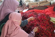Hampir 2 Pekan Lebih, Harga Cabai Merah Masih Pedas