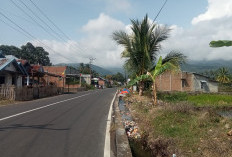 Areal Persawahan di Lebong Tengah Terus Menyusut