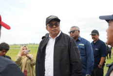 Respons Isu Gagal Panen, Dirjen Lahan dan Irigasi Kementan Tinjau Sawah Petani di Merauke