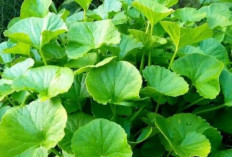 Obat Awet Muda, Ini Cara Gunakan Daun Pegagan Untuk Wajah