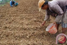 Cara Budidaya Kacang Tanah agar Panen Melimpah