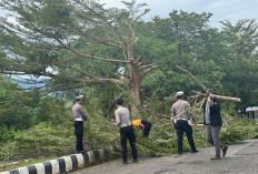 Cegah Pohon Tumbang, Satlantas dan PUPR-Hub Lebong Bersihkan Dahan Pohon 