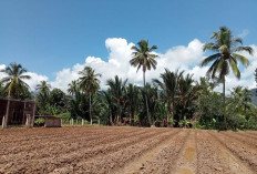 Cabai Jadi Andalan Baru Petani di Tengah Krisis Air Lebong Tengah