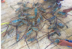 Polresta Bandara Soetta Gagalkan Penyelundupan Baby Lobster, 2 Kurir Diamankan